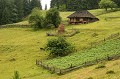  Roumanie,ferme,élevage,cultures 